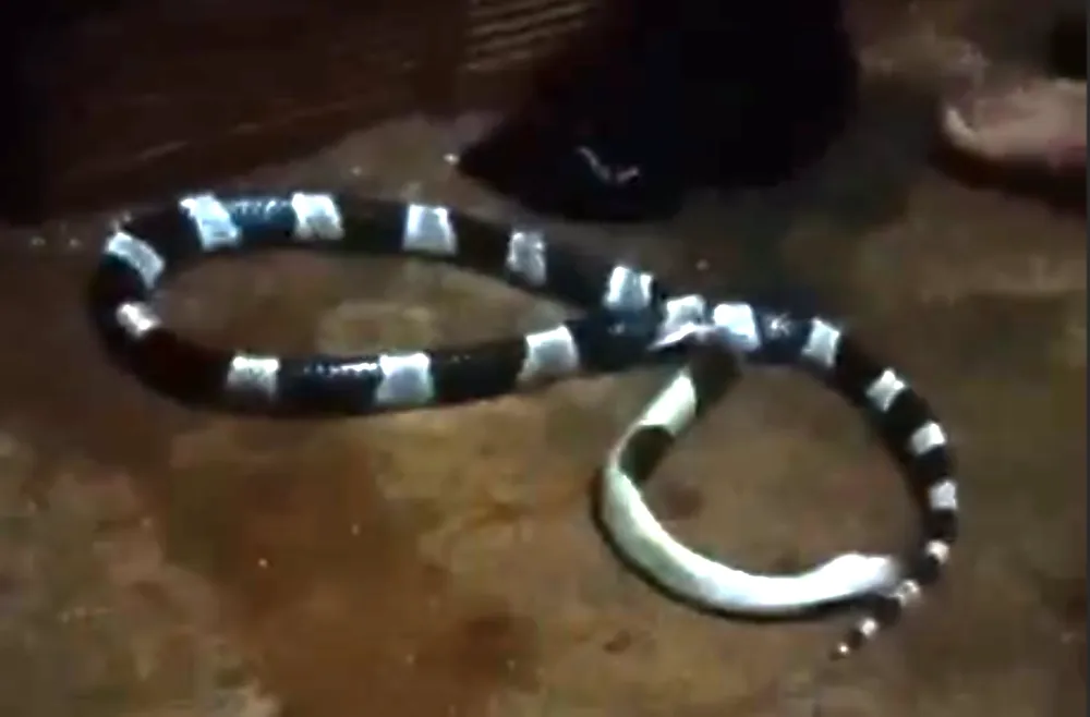 rắn cạp nia 1.png