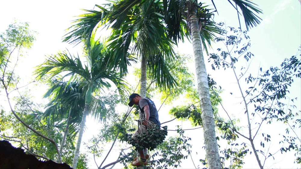 giá cau tăng cao 5.jpg