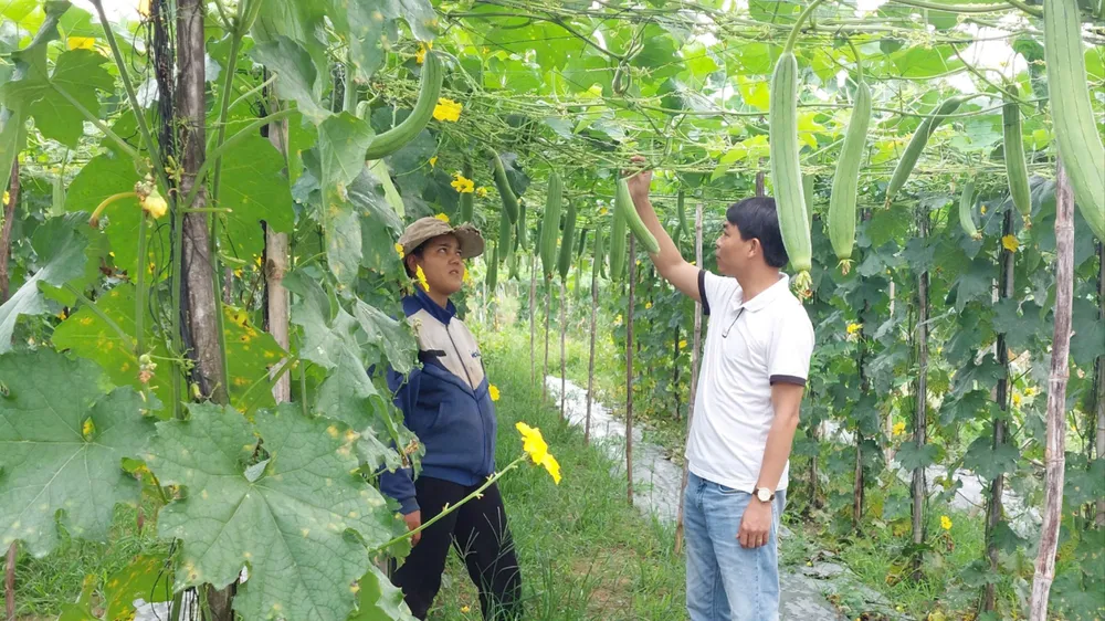 xơ mướp xuất khẩu ở đắk lắk