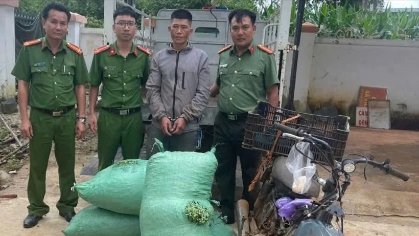 hái trộm cà phê 1.jpg