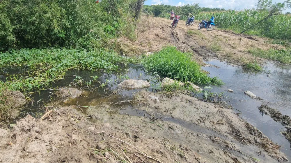 trang trại heo.jpg