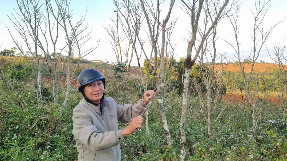 HAI VỢ CHỒNG 1.jpg