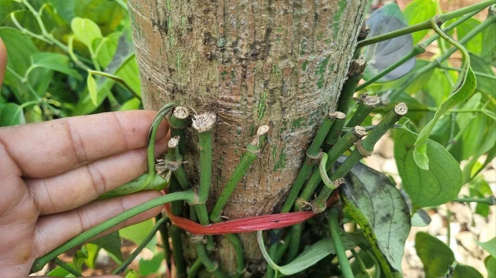 Một gốc hồ tiêu trong rẫy bà Tuyết bị cắt. Ảnh: T.T giá tiêu giống 2.jpg