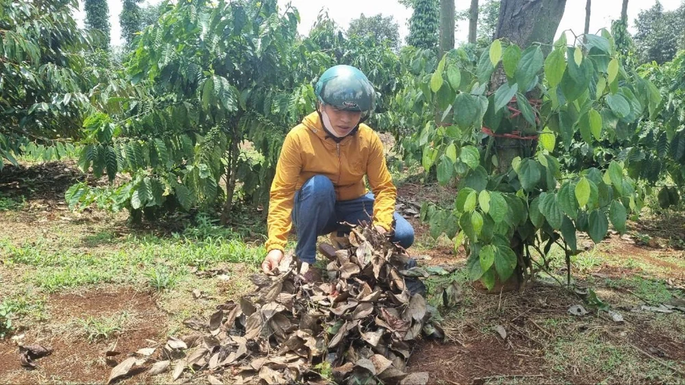 Kẻ gian đã cắt phá 20 trụ tiêu của gia đình bà Tuyết. Ảnh: T.T giá tiêu giống 3.jpg