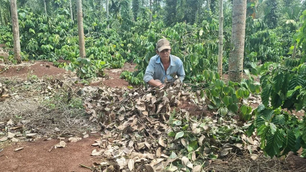 Nhiều nhánh tiêu bị bỏ lại dưới gốc. Ảnh: T.T giá tiêu giống 4.jpg