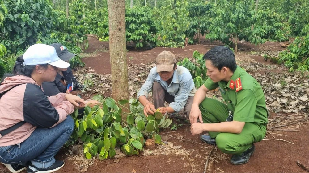 Ông Thảo chỉ một gốc hồ tiêu bị cắt trộm. Ảnh: T.T giá tiêu giống.jpg