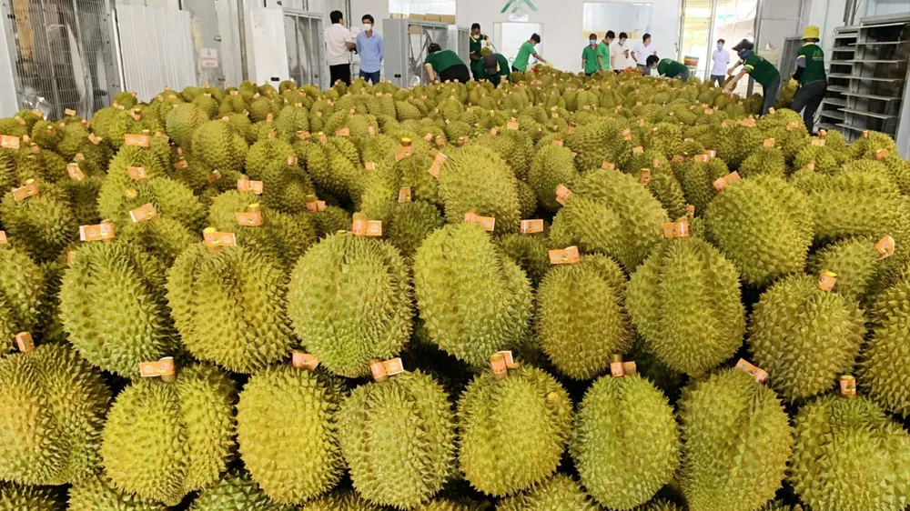 Một cơ sở kinh doanh sầu riêng tại Đắk Lắk. Ảnh: N.N tỉnh Đắk Lắk 2.jpg