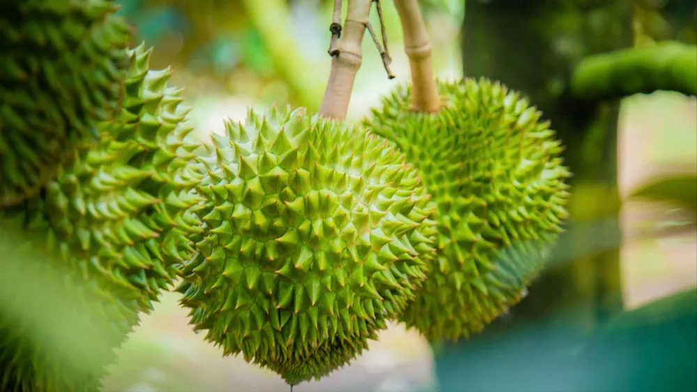 Hiện trái sầu riêng tại tỉnh Đắk Lắk đang nhỏ, vài tháng nữa mới cho thu hoạch. Ảnh: N.N tỉnh Đắk Lắk.jpg
