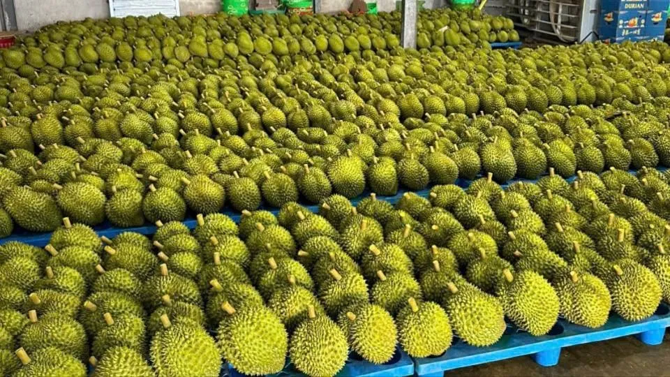 Một kho hàng sầu riêng tại tỉnh Đắk Lắk. Ảnh: N.N tỉnh Đắk Lắk 4.jpg