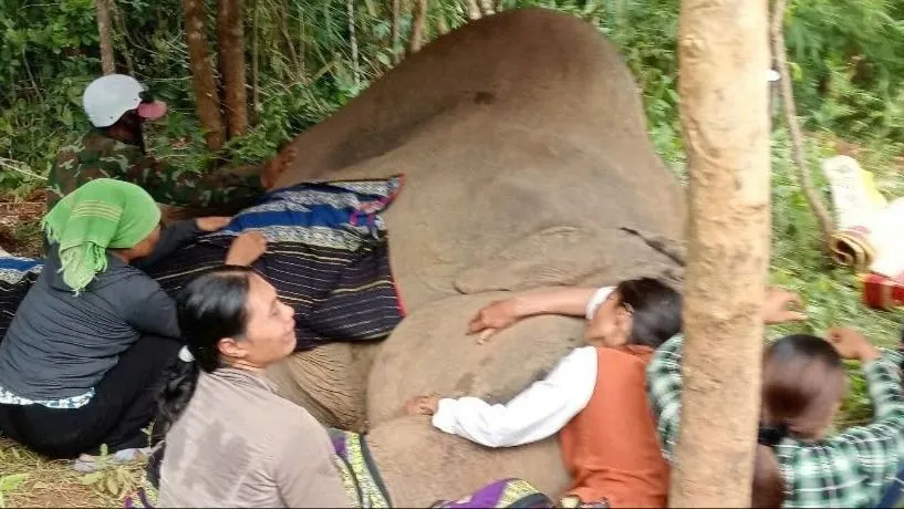 CHÔN CẤT VOI 11.jpg