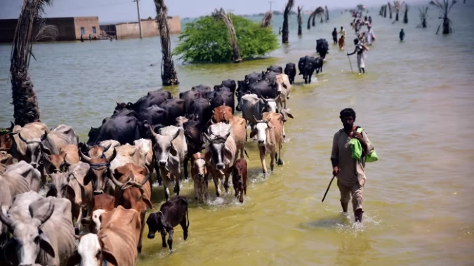 Các nạn nhân của lũ lụt cùng gia súc của họ ở Sehwan, Pakistan, ngày 9-9. Ảnh: NIKKEI ASIA