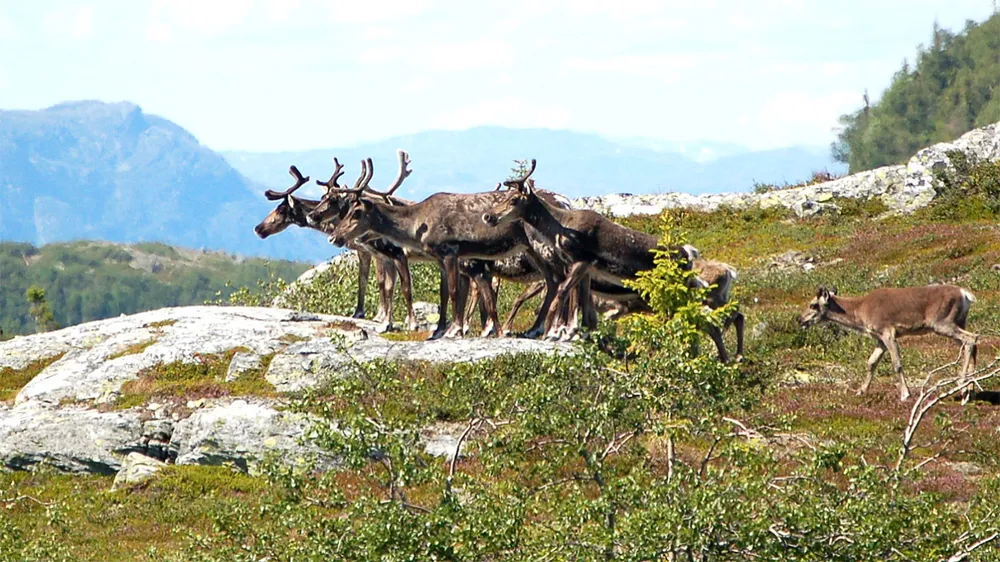 Tuần lộc ở Na Uy. Ảnh: THE MOSCOW TIMES Tuần lộc ở Na Uy. Ảnh: THE MOSCOW TIMES