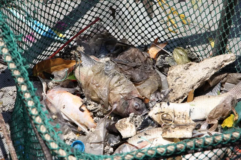 Sài Gòn mưa trái mùa, cá ngoi ngóp chết ảnh 1