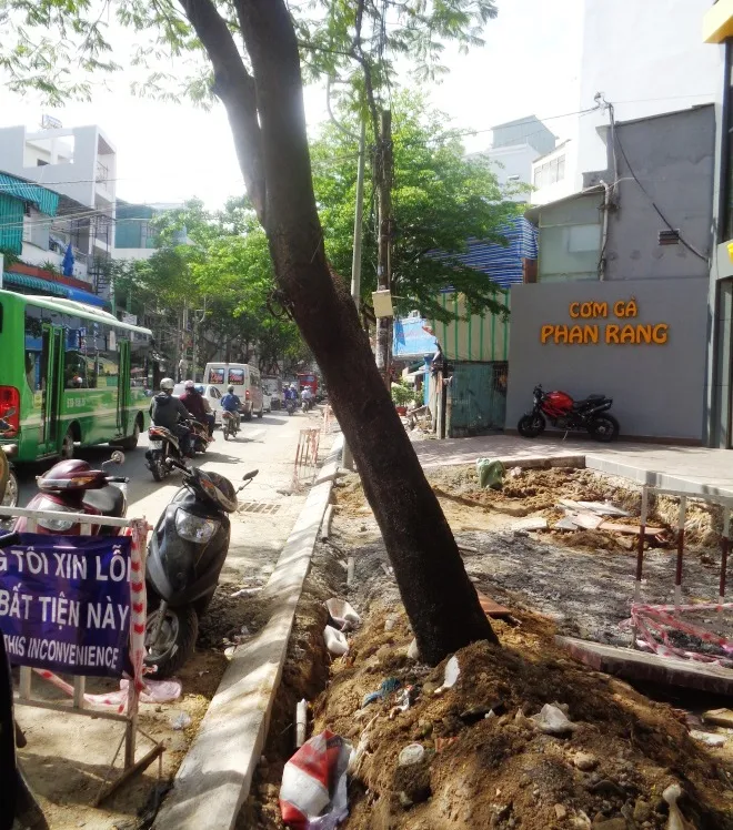 Cảnh cây xanh tan tành vì công trình chạy… Tết ảnh 4