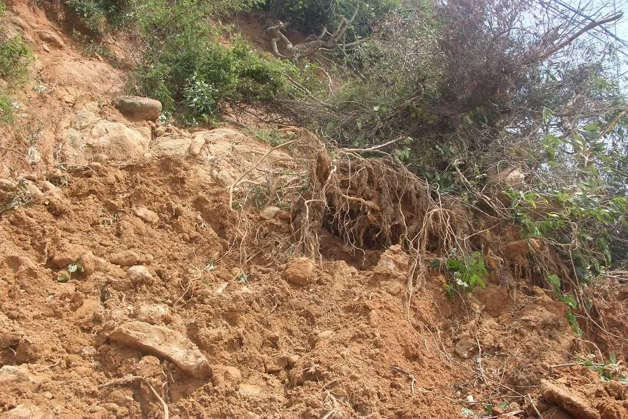Một điểm sạt lở trơ cả gốc cây. Ảnh: NGÔ QUANG