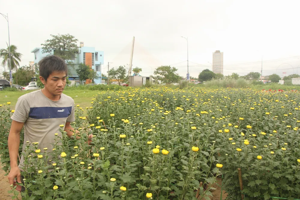 Đà Nẵng: Thời tiết thất thường, hoa tết khan hiếm ảnh 2 Đà Nẵng: Thời tiết thất thường, hoa tết khan hiếm ảnh 2