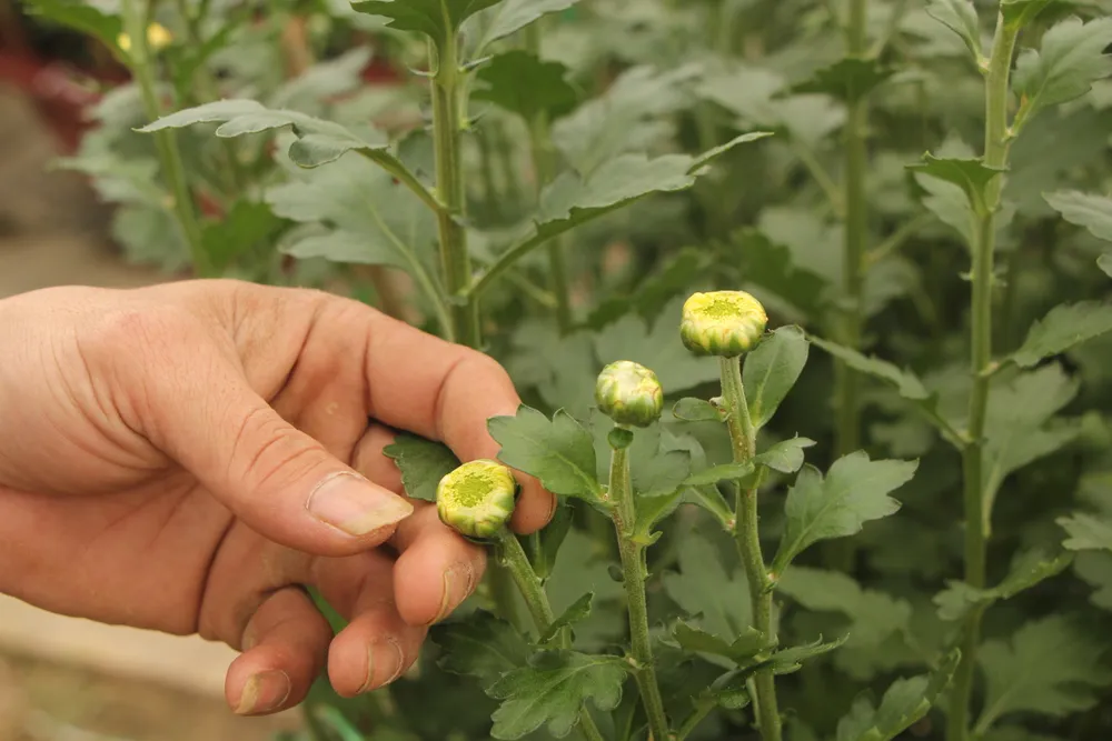 Đà Nẵng: Thời tiết thất thường, hoa tết khan hiếm ảnh 3 Đà Nẵng: Thời tiết thất thường, hoa tết khan hiếm ảnh 3