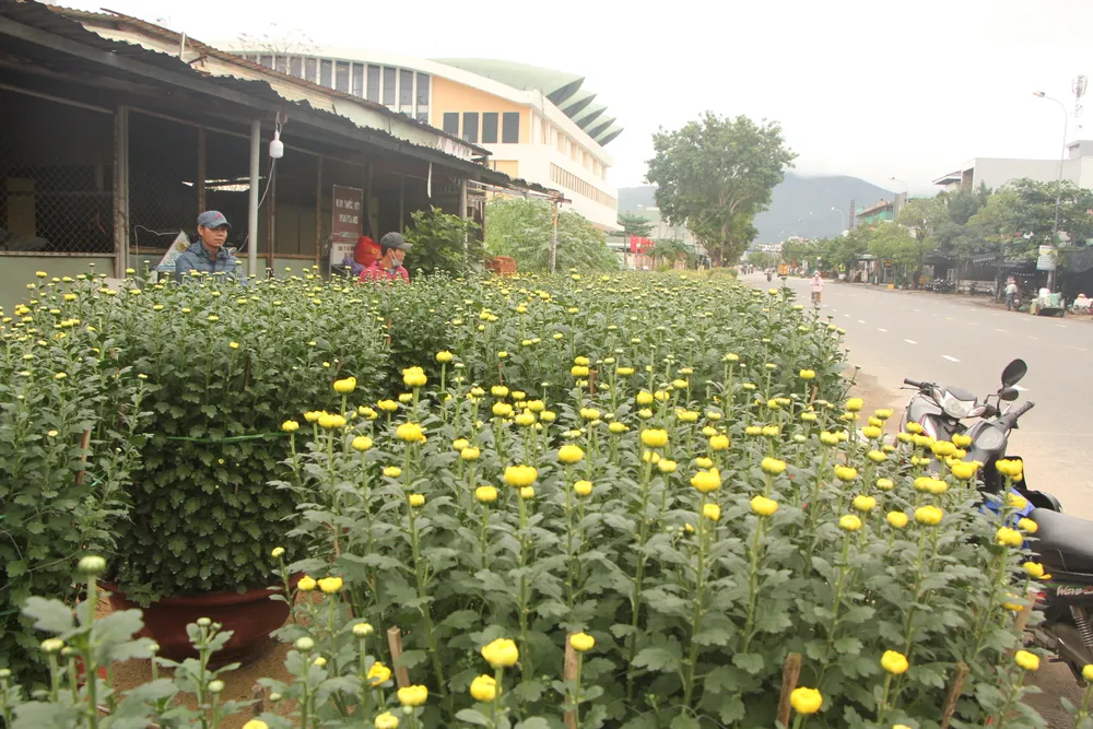 Đà Nẵng: Thời tiết thất thường, hoa tết khan hiếm ảnh 4 Đà Nẵng: Thời tiết thất thường, hoa tết khan hiếm ảnh 4