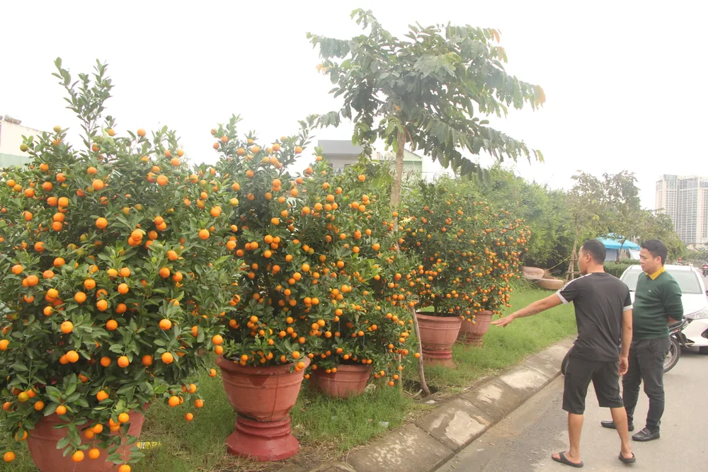 Đà Nẵng: Thời tiết thất thường, hoa tết khan hiếm ảnh 1 Đà Nẵng: Thời tiết thất thường, hoa tết khan hiếm ảnh 1