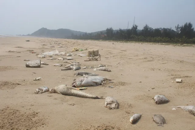 Các tỉnh hỗ trợ gấp gạo cho ngư dân vùng biển ảnh 1 Các tỉnh hỗ trợ gấp gạo cho ngư dân vùng biển ảnh 1