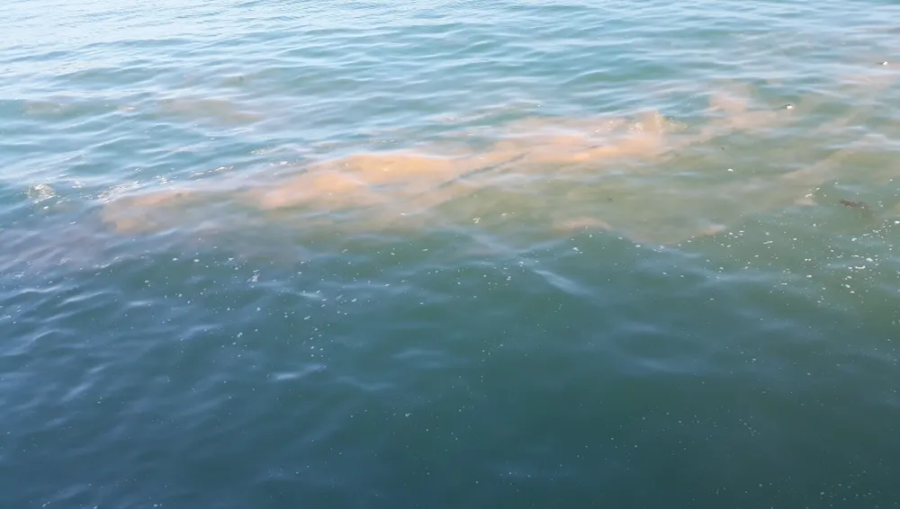 Xuất hiện vệt nước lạ màu hồng trên vùng biển Quảng Bình ảnh 1 Xuất hiện vệt nước lạ màu hồng trên vùng biển Quảng Bình ảnh 1