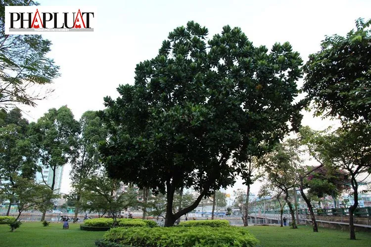 Ngắm hoa bàng quả vuông Trường Sa giữa Sài Gòn ảnh 1
