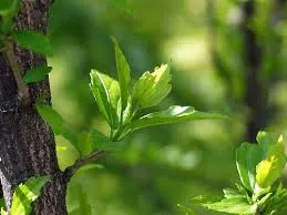 Vì sao phải khai bút, xông đất, hái lộc, lì xì trong dịp tết? ảnh 4