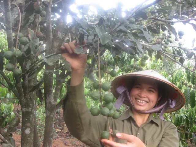 Trắng tay vì trồng phải giống mắc ca ‘đểu’ ảnh 3