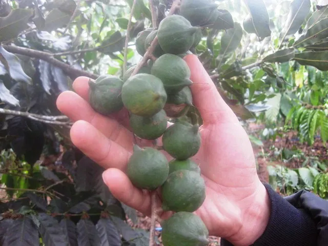 Trắng tay vì trồng phải giống mắc ca ‘đểu’ ảnh 1