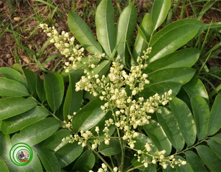 Đi tìm 'nữ hoàng cây xanh' cho thủ đô Hà Nội ảnh 5