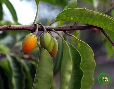 Đi tìm 'nữ hoàng cây xanh' cho thủ đô Hà Nội ảnh 1