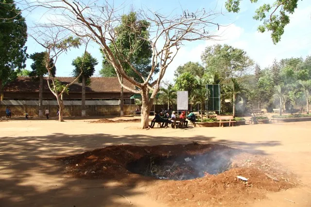 Trường học, chặt cây, cổ thụ,