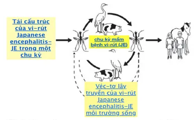 Cảnh giác với "sát thủ" mùa hè: Bệnh viêm não Nhật Bản B ảnh 1