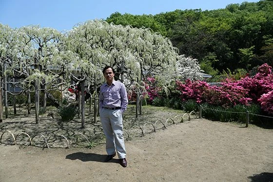 Ngắm 'Á hậu hoa” ngàn năm tuổi ở xứ Phù Tang ảnh 5