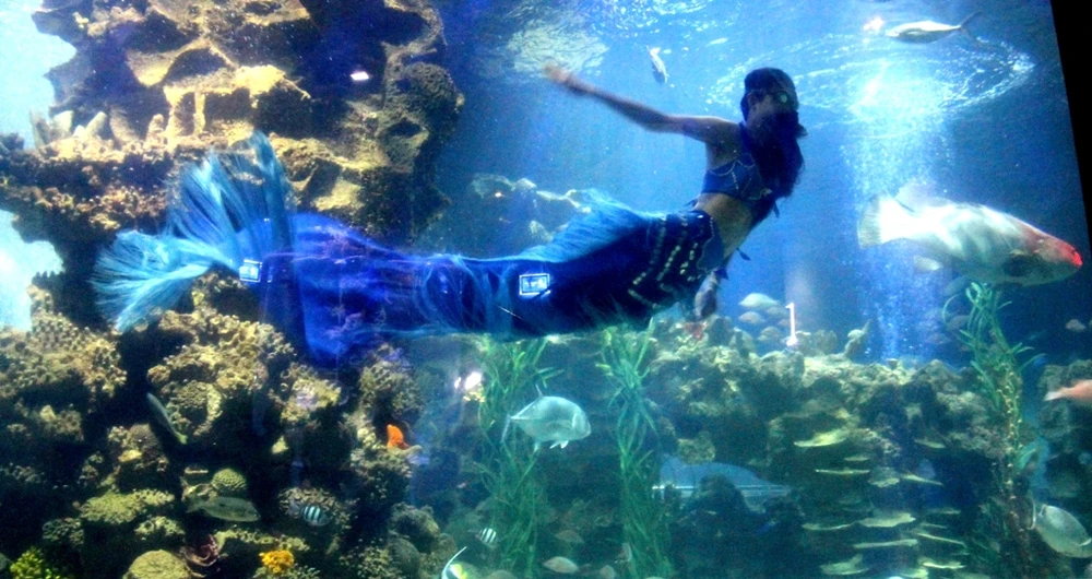 Chuyện thật về “ba nàng tiên cá” ảnh 3