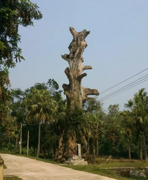 Cây gạo gần 400 năm tuổi ở làng Cẩm Bào chết sau khi được vinh danh Cây Di sản