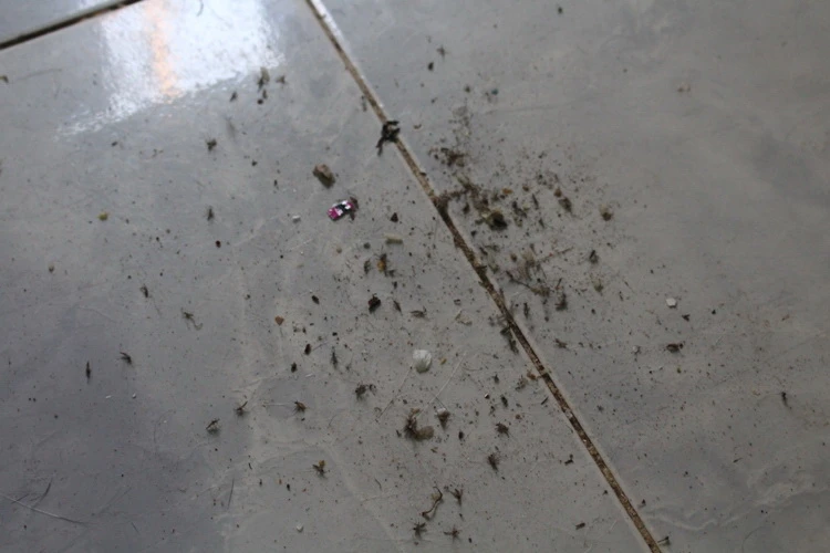 Kênh Gia Định 'chết': Phận người bên dòng kênh 'Nước đen' ảnh 6