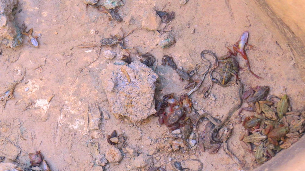 Nắng nóng khốc liệt, rắn rết cũng chết khô ảnh 6