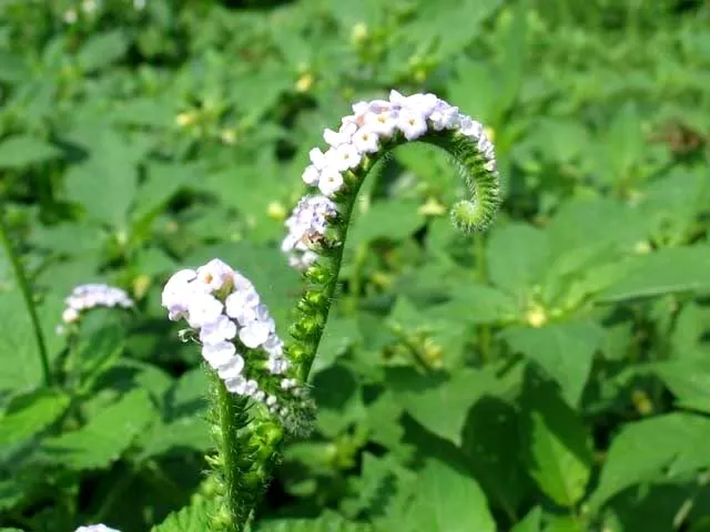 Ngộ độc do uống nước vòi voi có độc tố cao ảnh 2 Ngộ độc do uống nước vòi voi có độc tố cao ảnh 2