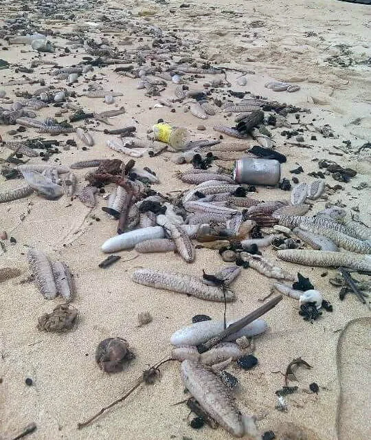 Rất nhiều hải sâm trôi dạt vào bờ biển Phú Quốc - Ảnh: Lê Khoa Rất nhiều hải sâm trôi dạt vào bờ biển Phú Quốc - Ảnh: Lê Khoa