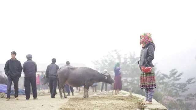 Đến Bắc Hà ngắm tam giác mạch nở muộn ảnh 12