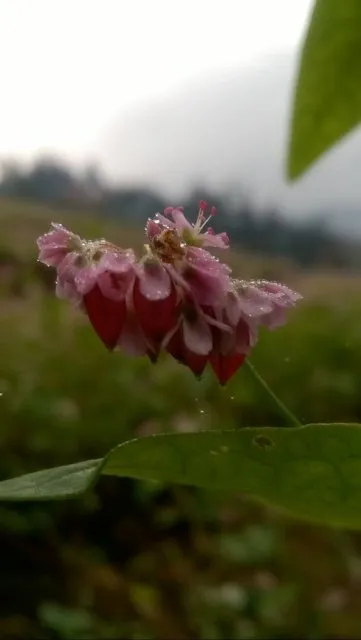 Đến Bắc Hà ngắm tam giác mạch nở muộn ảnh 7