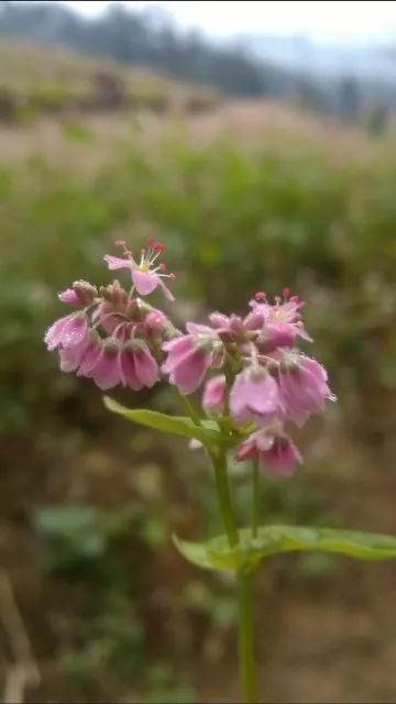 Đến Bắc Hà ngắm tam giác mạch nở muộn ảnh 5