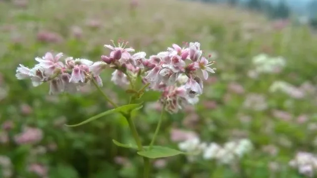 Đến Bắc Hà ngắm tam giác mạch nở muộn ảnh 6