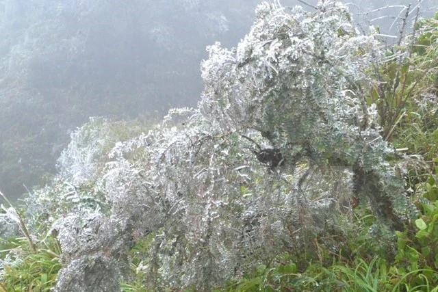 Băng đóng dày trên nền nhiệt 1,4 độ C tại huyện Sa Pa ảnh 1