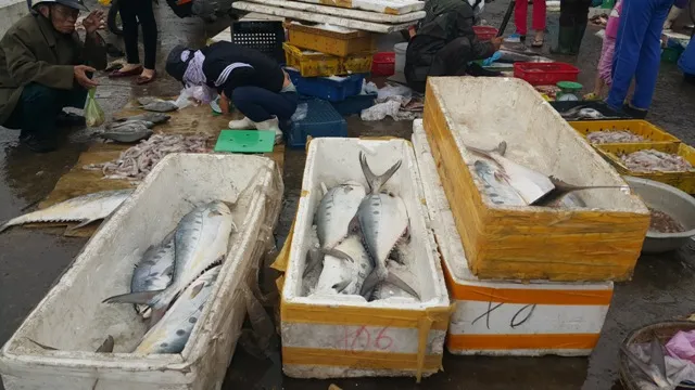 Dân ùn ùn đổ ra chợ vì ngư dân trúng đậm cá bẹ xước ảnh 5 Dân ùn ùn đổ ra chợ vì ngư dân trúng đậm cá bẹ xước ảnh 5