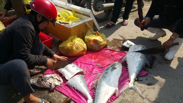 Dân ùn ùn đổ ra chợ vì ngư dân trúng đậm cá bẹ xước ảnh 6 Dân ùn ùn đổ ra chợ vì ngư dân trúng đậm cá bẹ xước ảnh 6