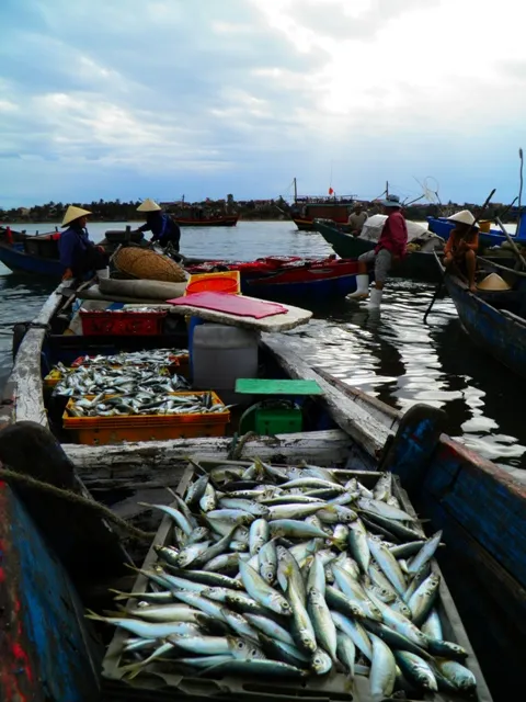 Dân ùn ùn đổ ra chợ vì ngư dân trúng đậm cá bẹ xước ảnh 8 Dân ùn ùn đổ ra chợ vì ngư dân trúng đậm cá bẹ xước ảnh 8