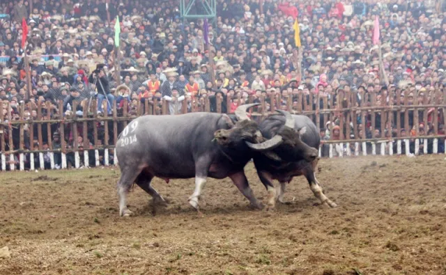 Tuyển chọn và huấn luyện trâu chọi như thế nào? ảnh 1
