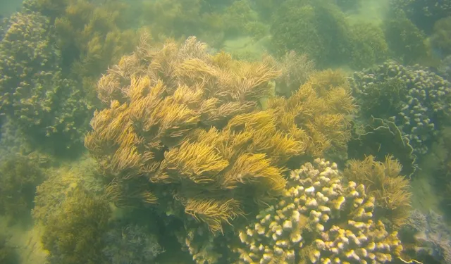 Ngỡ ngàng ngắm rạn san hô tuyệt đẹp ở đảo Hòn Mun ảnh 1 Ngỡ ngàng ngắm rạn san hô tuyệt đẹp ở đảo Hòn Mun ảnh 1